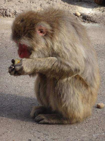 ニホンザルの写真