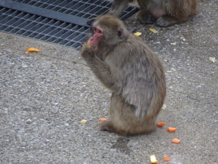 ニホンザルの写真