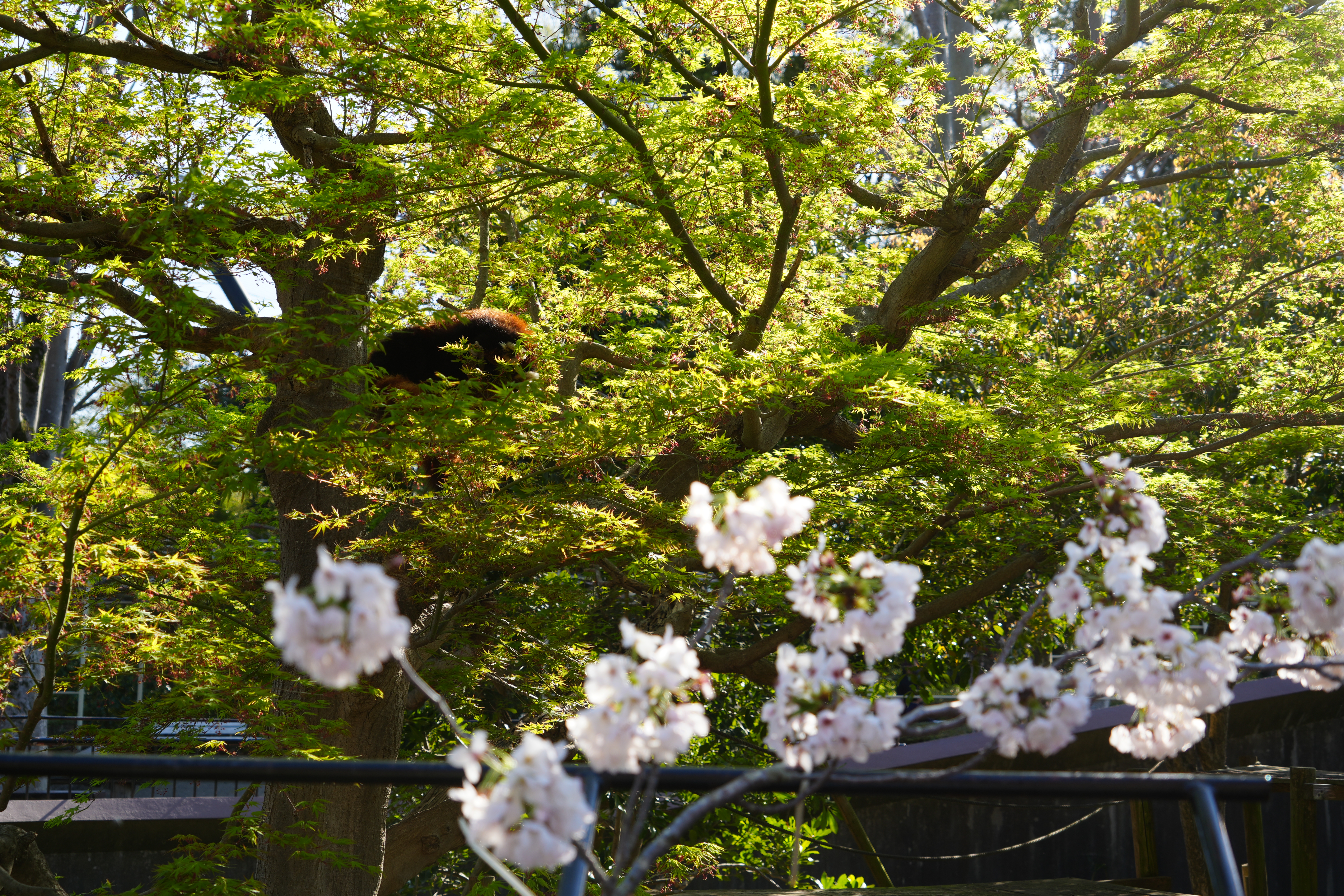 桜の写真2