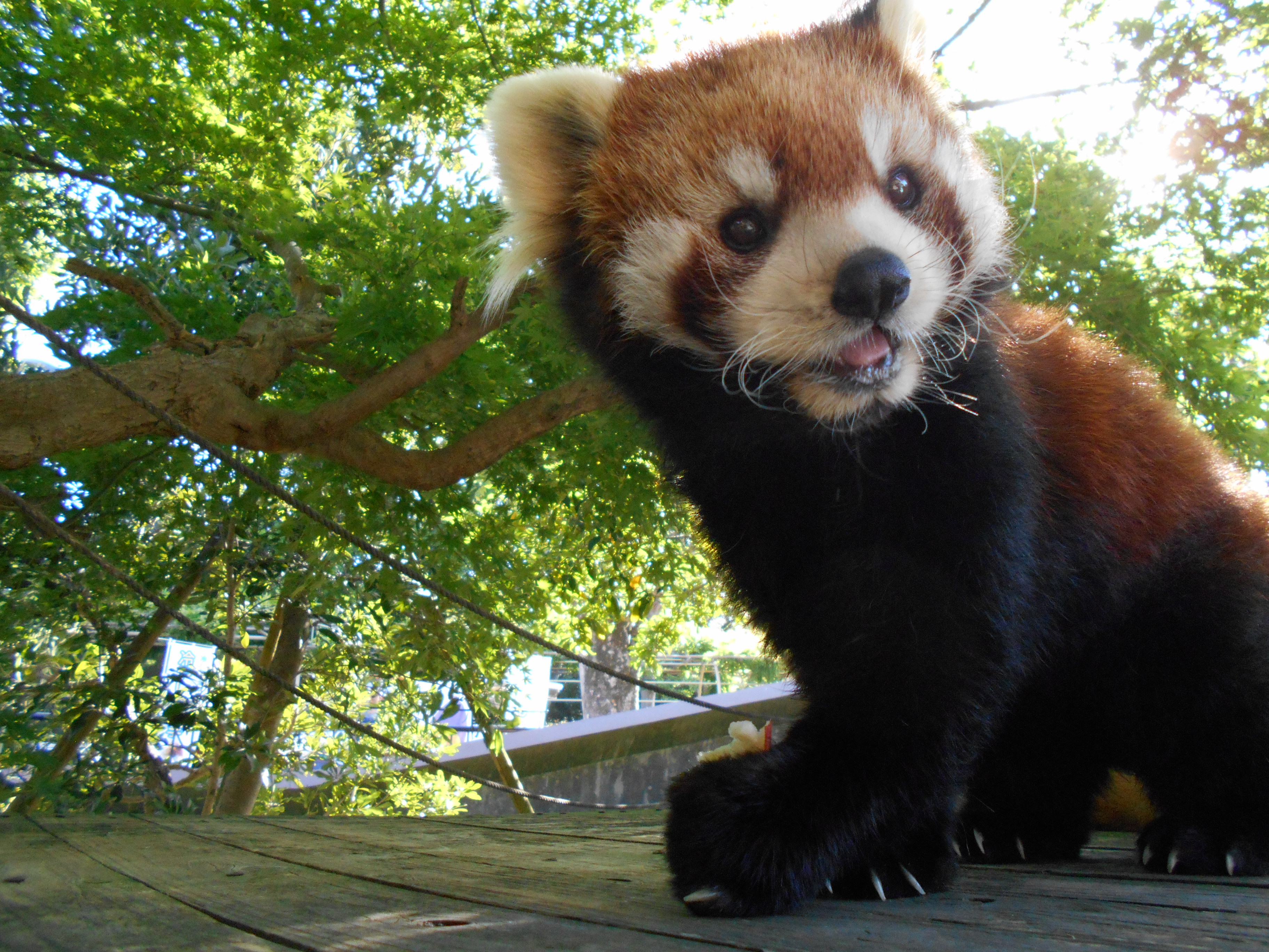 レッサーパンダの写真
