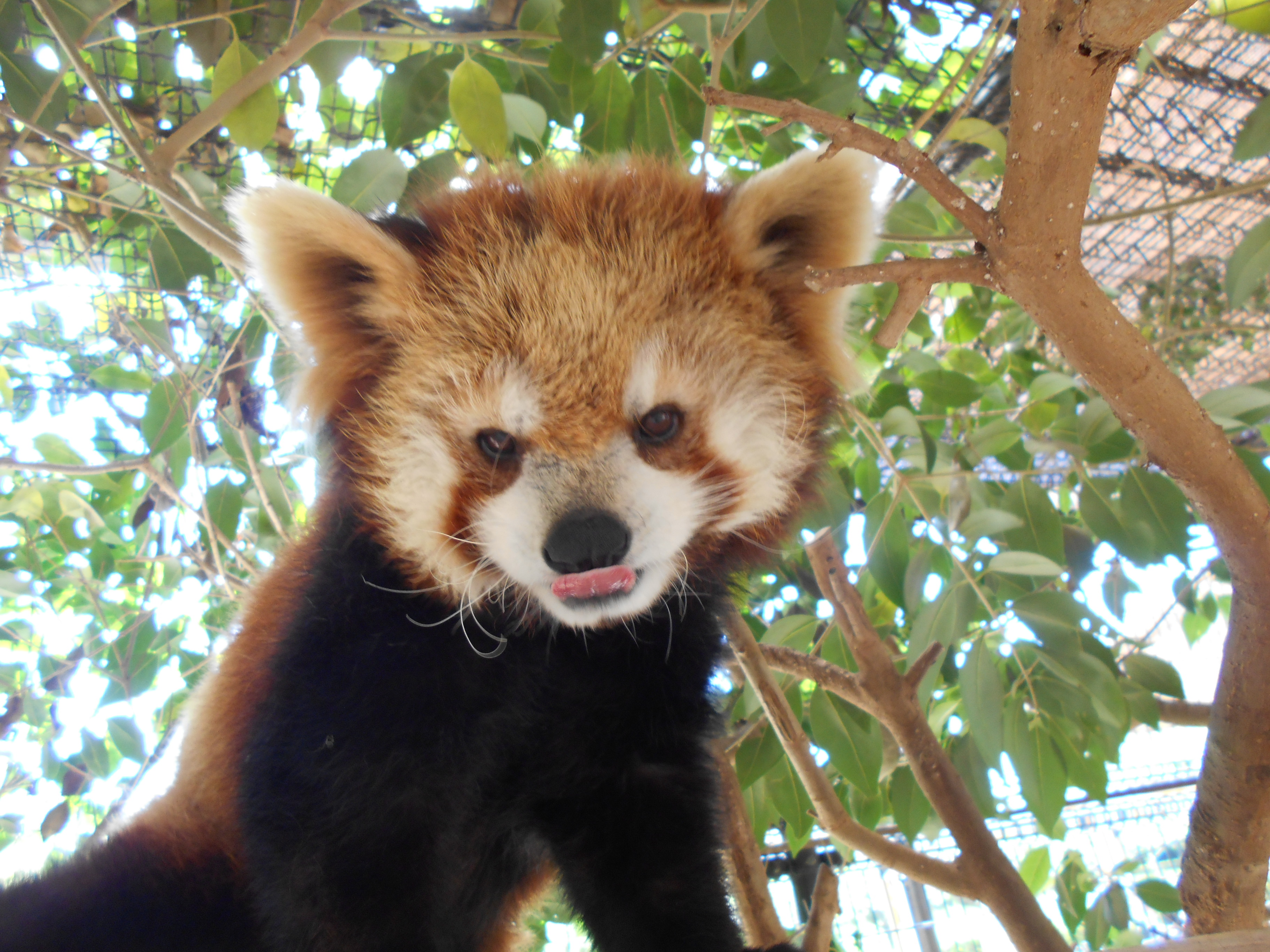 レッサーパンダの写真