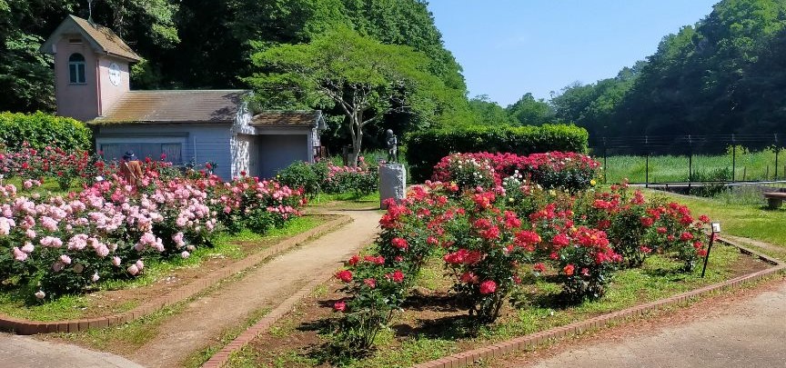 中央花壇の写真