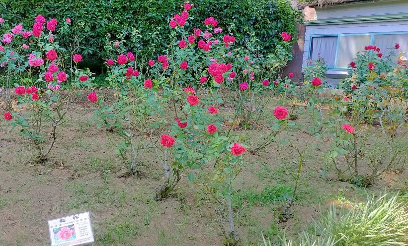 写真：バラ園北西側花壇の写真