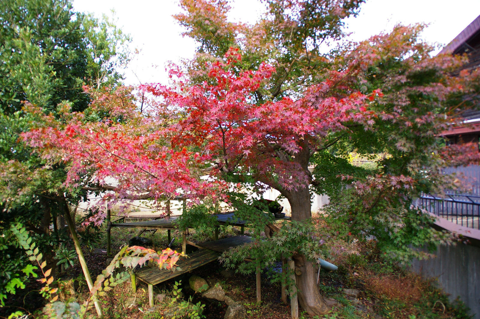 画像：11月16日の1号舎の紅葉の写真