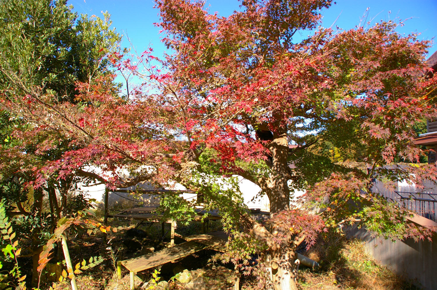 画像：11月16日の1号舎の紅葉の写真