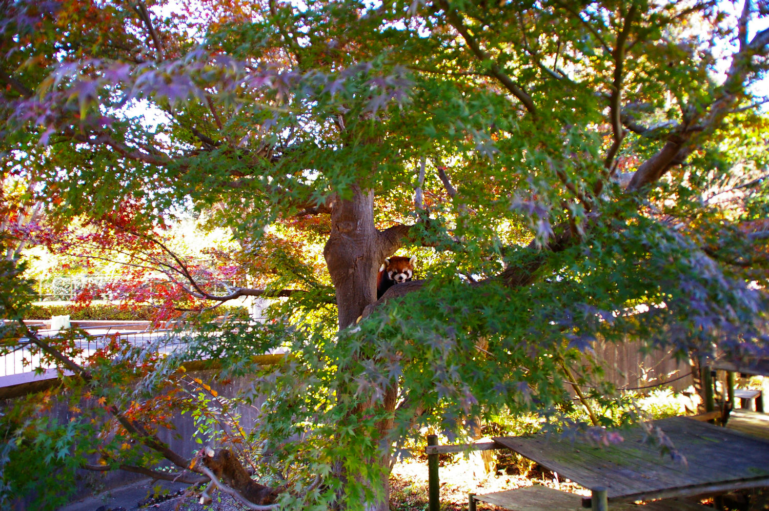 画像：11月16日の1号舎の紅葉の写真