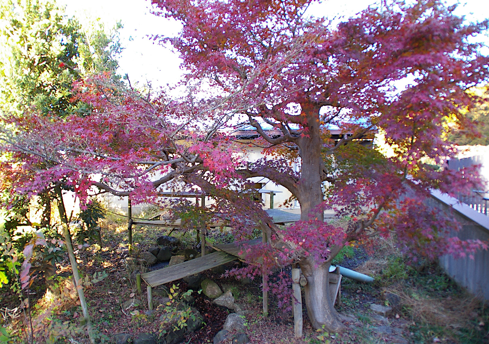 画像：11月28日の1号舎の紅葉の写真
