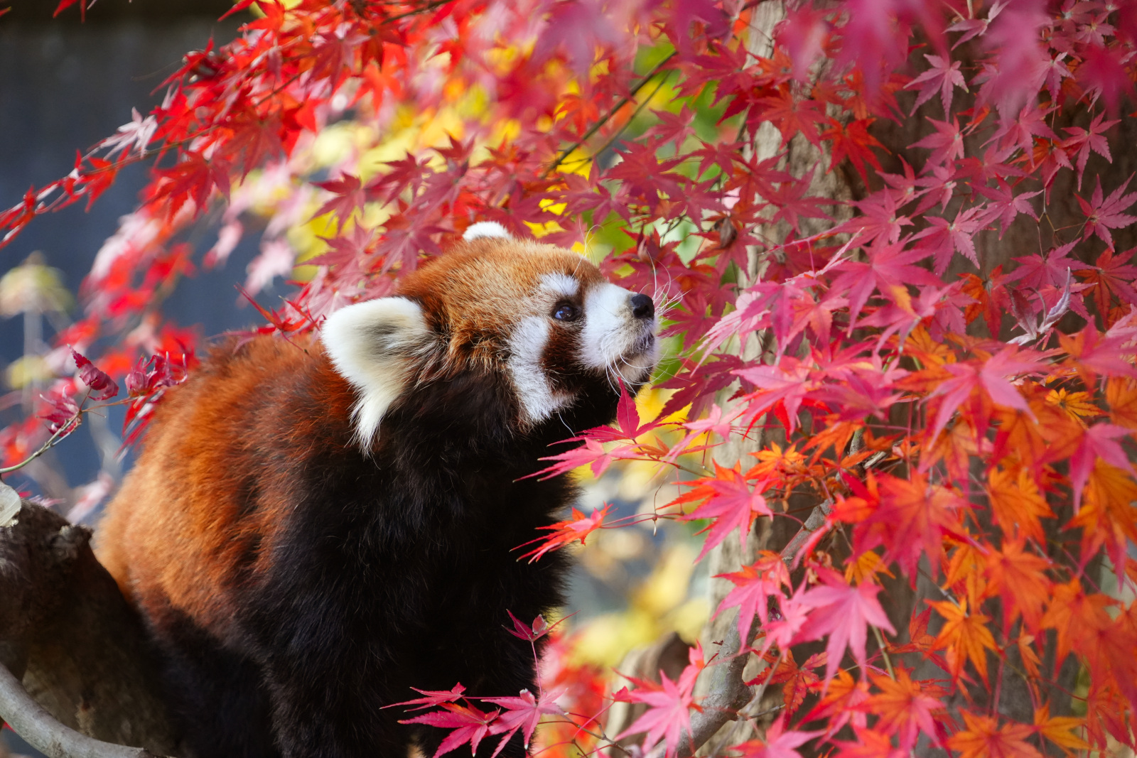 画像：12月5日の1号舎の紅葉の写真