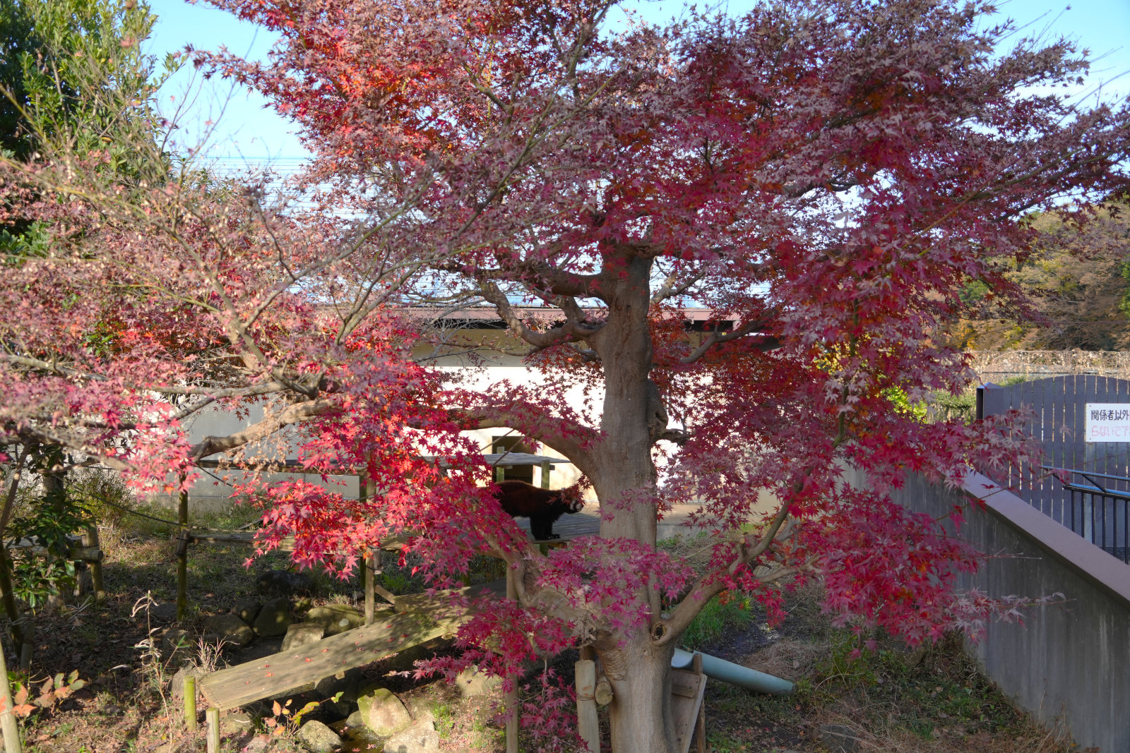 画像：12月5日の1号舎の紅葉の写真