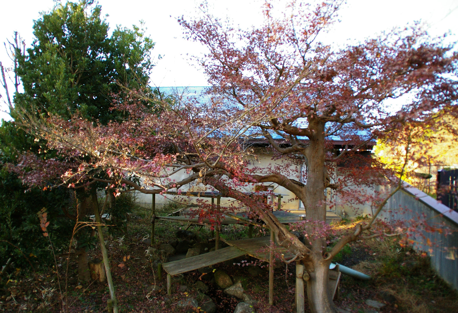 画像：12月12日の1号舎の紅葉の写真