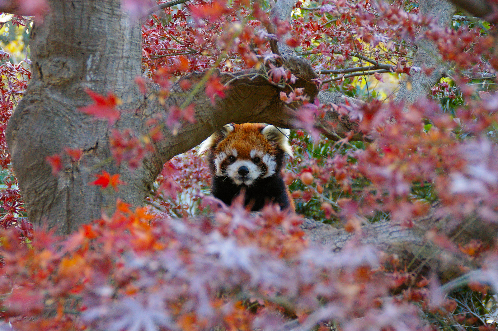 画像：12月12日の1号舎の紅葉の写真