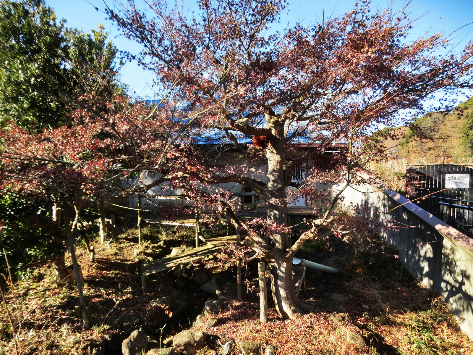 画像：12月19日の1号舎の紅葉の写真