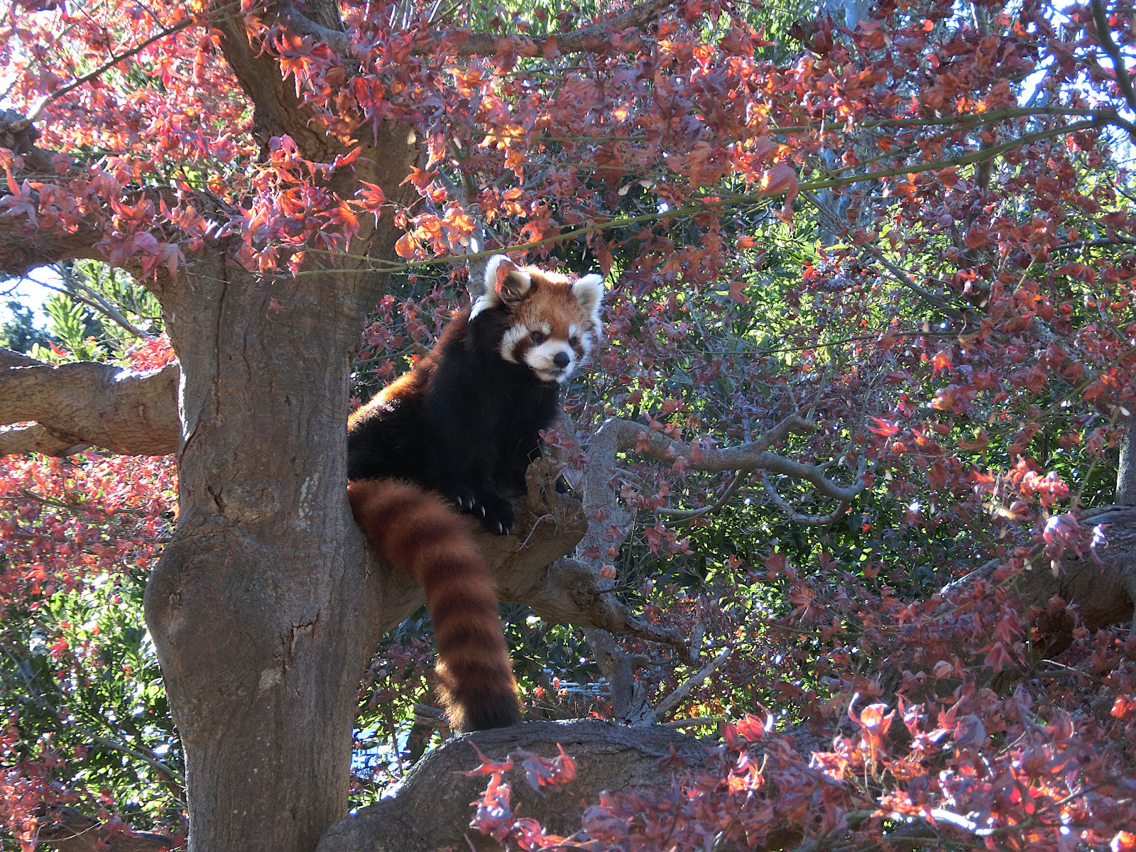 画像：12月19日の1号舎の紅葉の写真