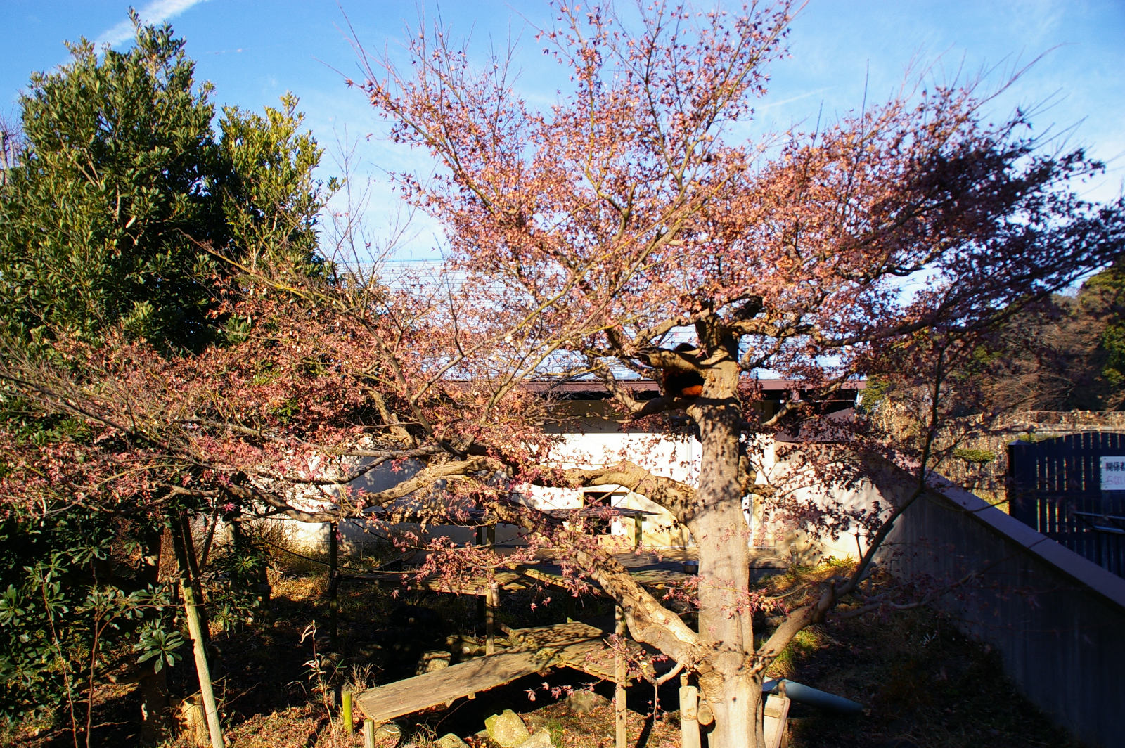 画像：12月26日の1号舎の紅葉の写真
