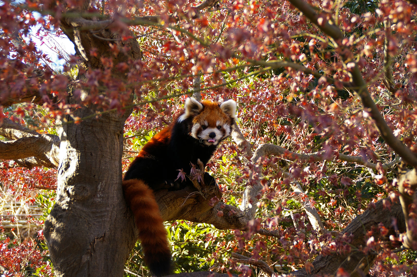 画像：12月26日の1号舎の紅葉の写真