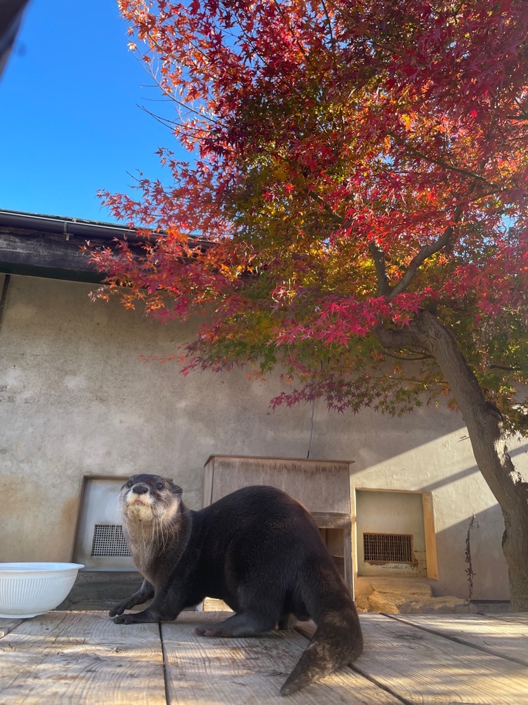 写真：紅葉とコツメカワウソ