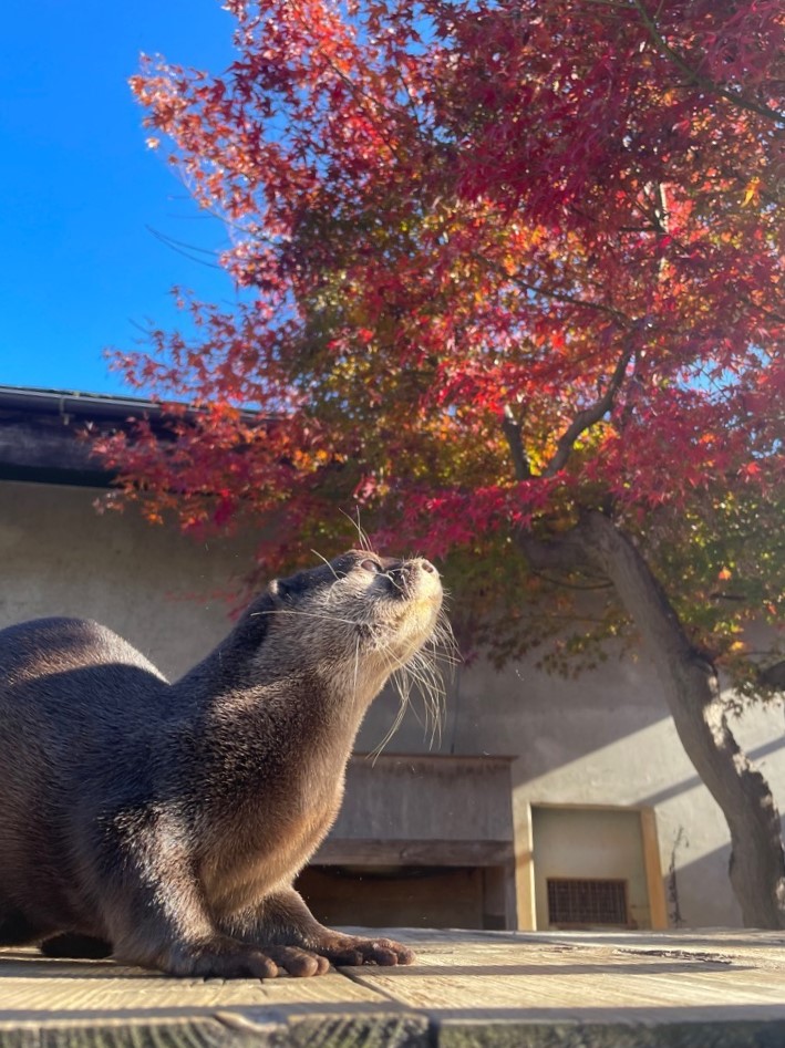 写真：紅葉とコツメカワウソ