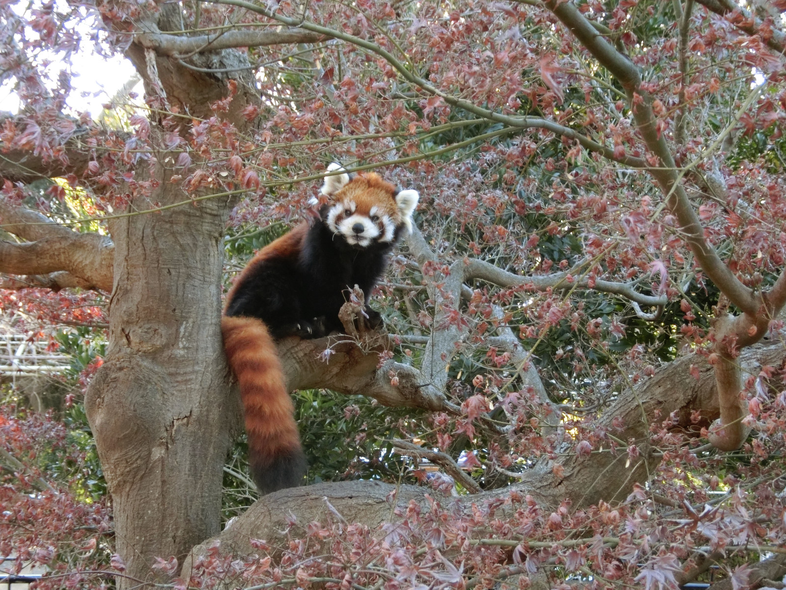 画像：1月13日の1号舎の紅葉の写真
