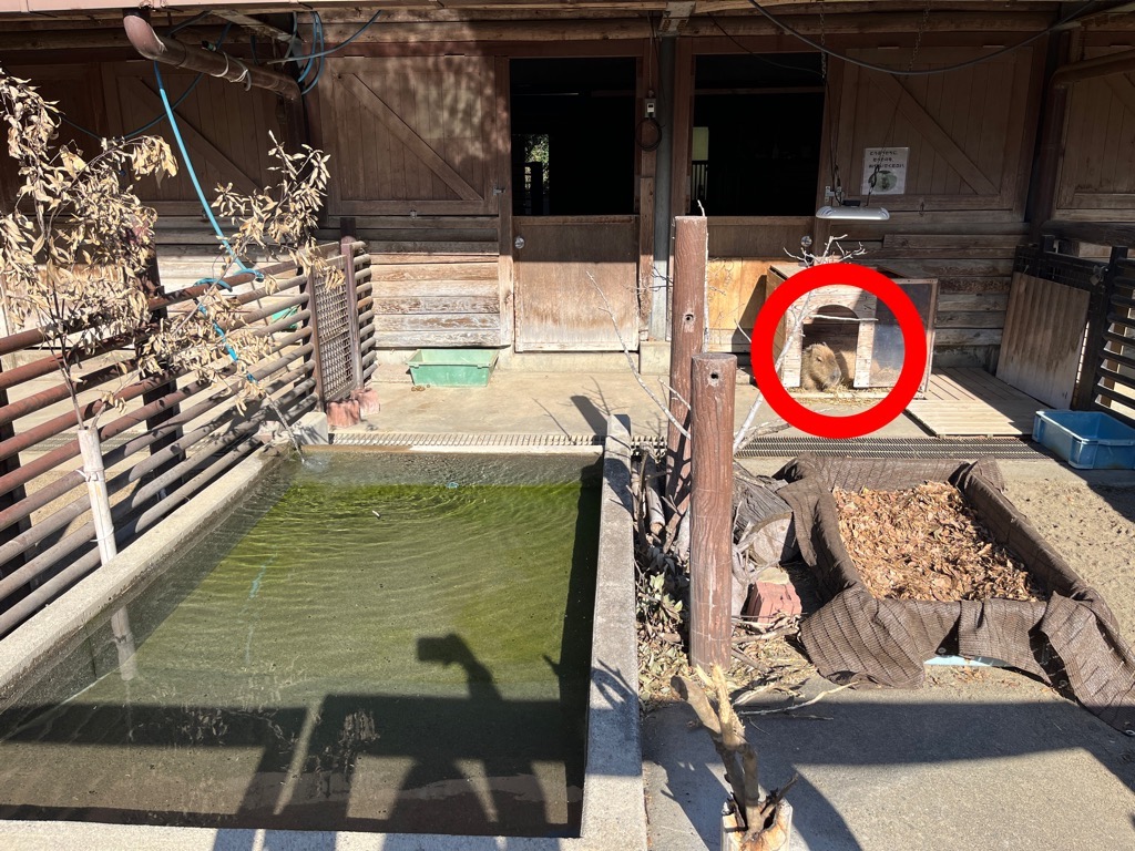 画像:カピバラの放飼場の写真