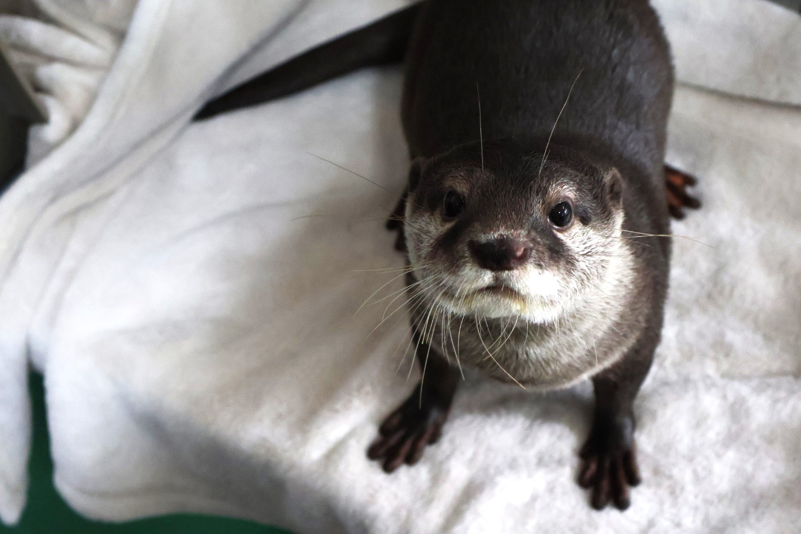 写真：コツメカワウソ　ジーノ