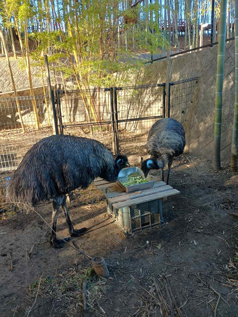 画像：2羽で仲良く餌を食べるエミューの写真