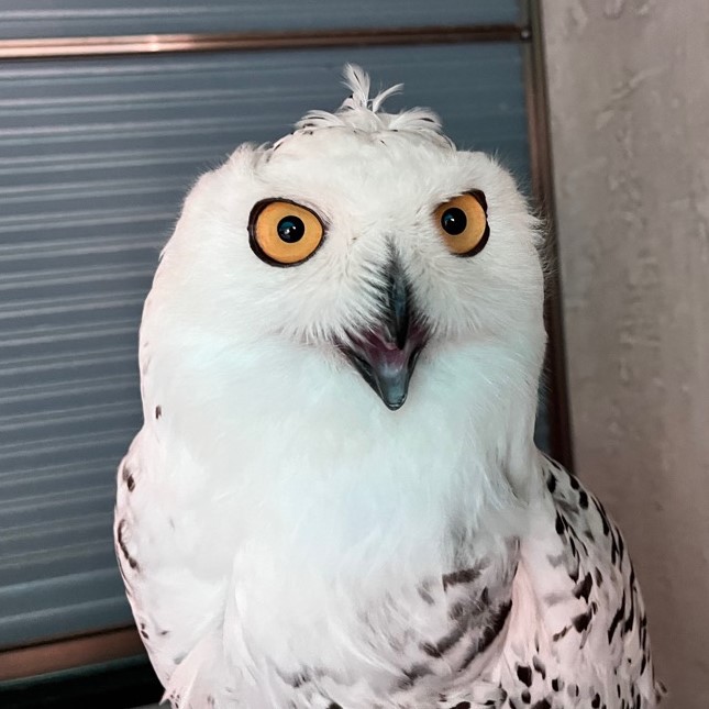 画像:換羽中のシロフクロウの写真