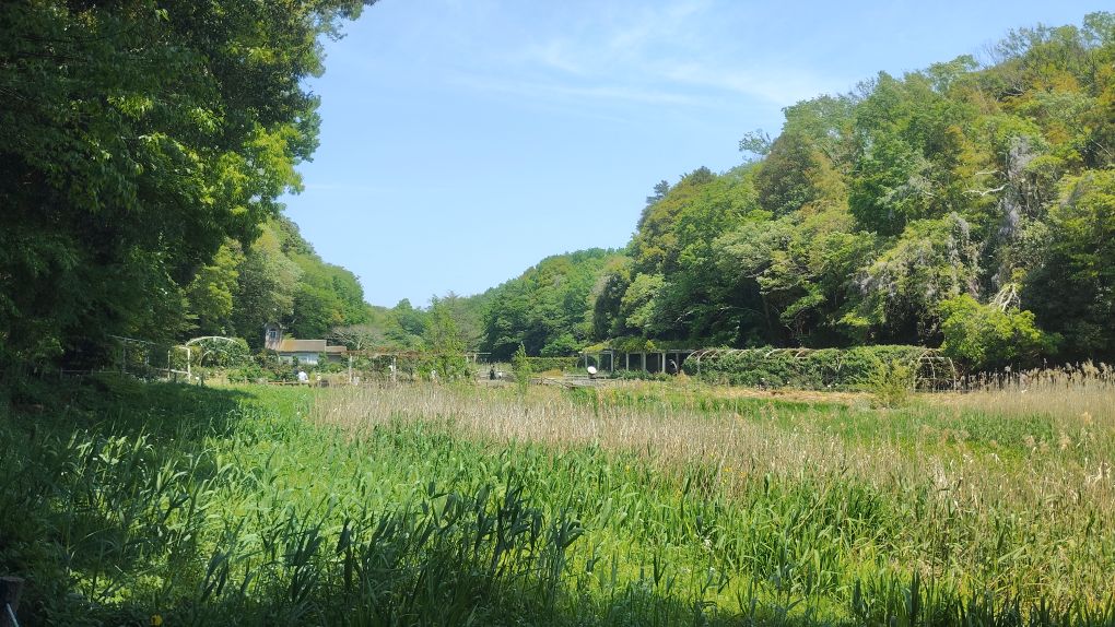画像:大池から見たバラ園