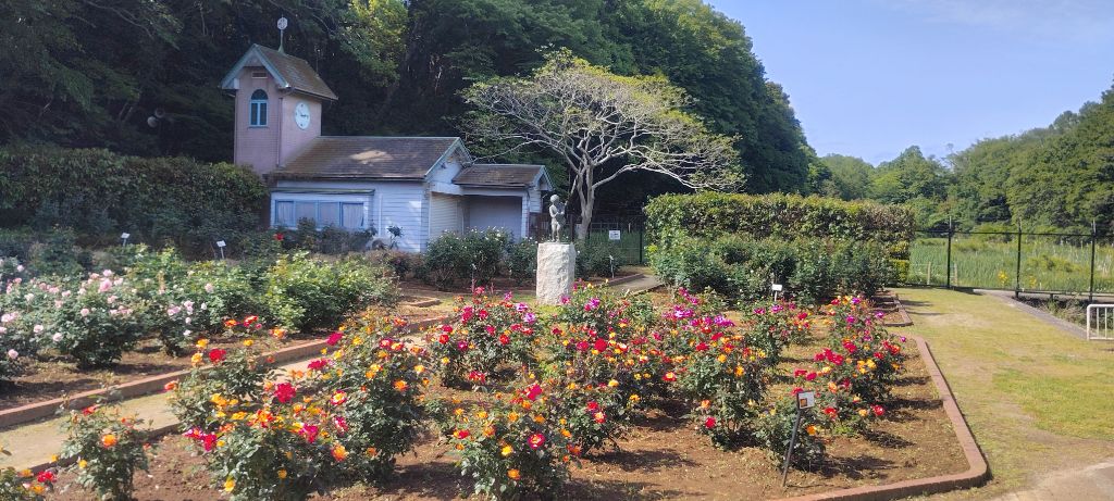 写真:チャールストンの開花状況
