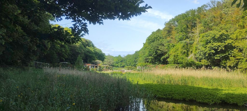 写真:大池から見たバラ園
