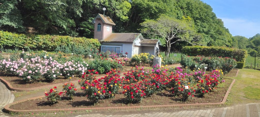 写真:ブライダルピンクとチャールストンの開花状況