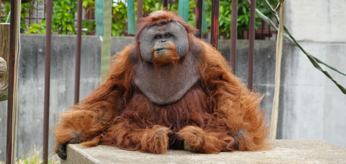 写真：オランウータンのイーバン