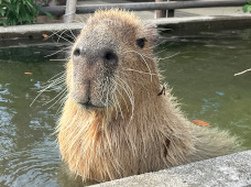 写真:カピバラ
