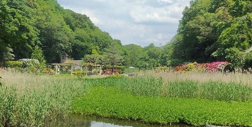 写真:大池から見たバラ園