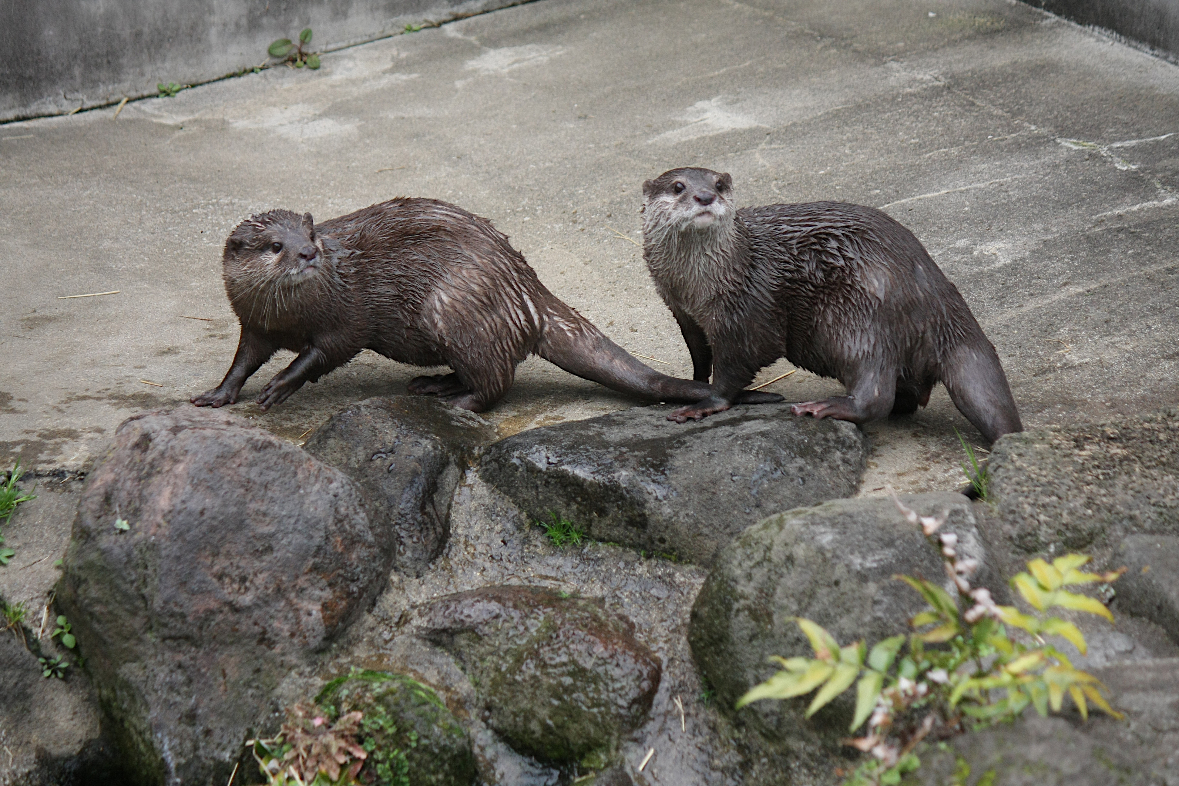 画像：コツメカワウソの画像