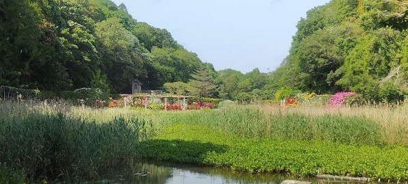 写真:大池から見たバラ園