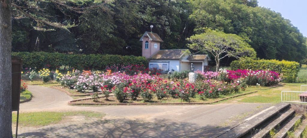 写真:ブライダルピンクとチャールストンの開花状況