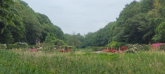 写真:大池から見たバラ園