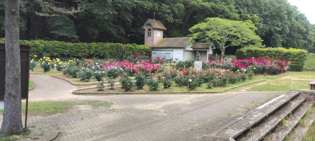 写真:ブライダルピンクとチャールストンの開花状況