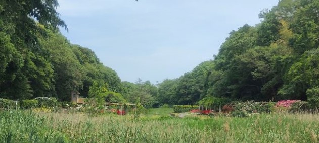 写真:大池から見たバラ園