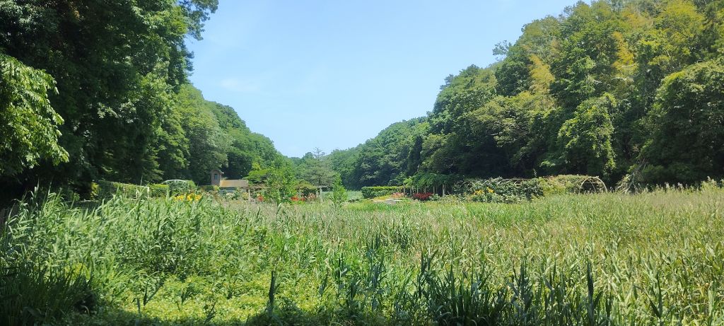 写真:大池から見たバラ園