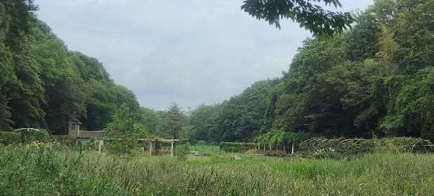 写真:大池から見たバラ園