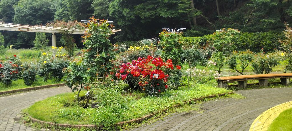 写真:中央花壇南側の開花状況