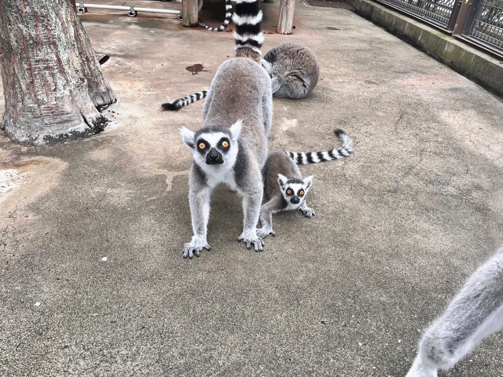 写真:ワオキツネザルのアナと赤ちゃんの画像