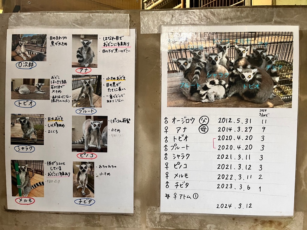 写真:ワオキツネザル見分け表