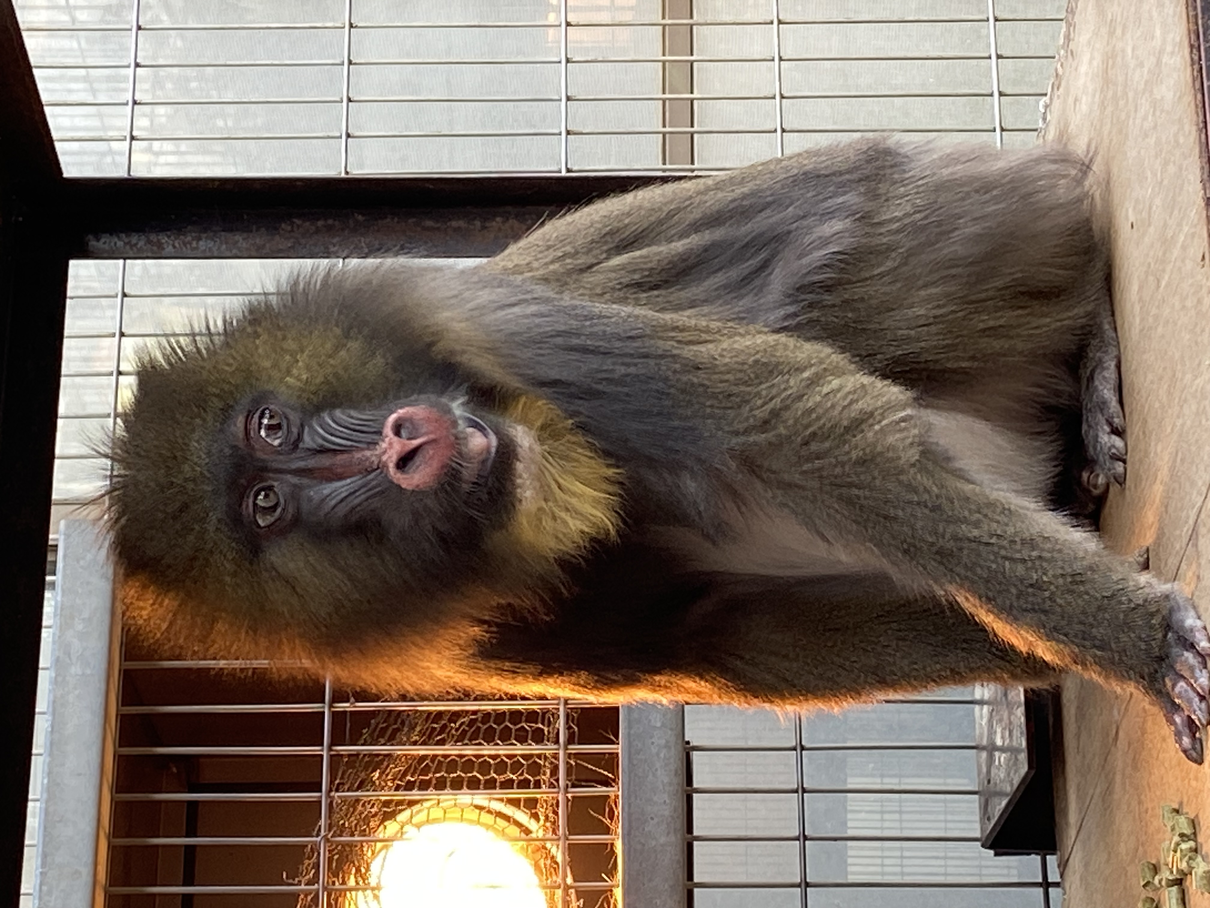 写真：マンドリル