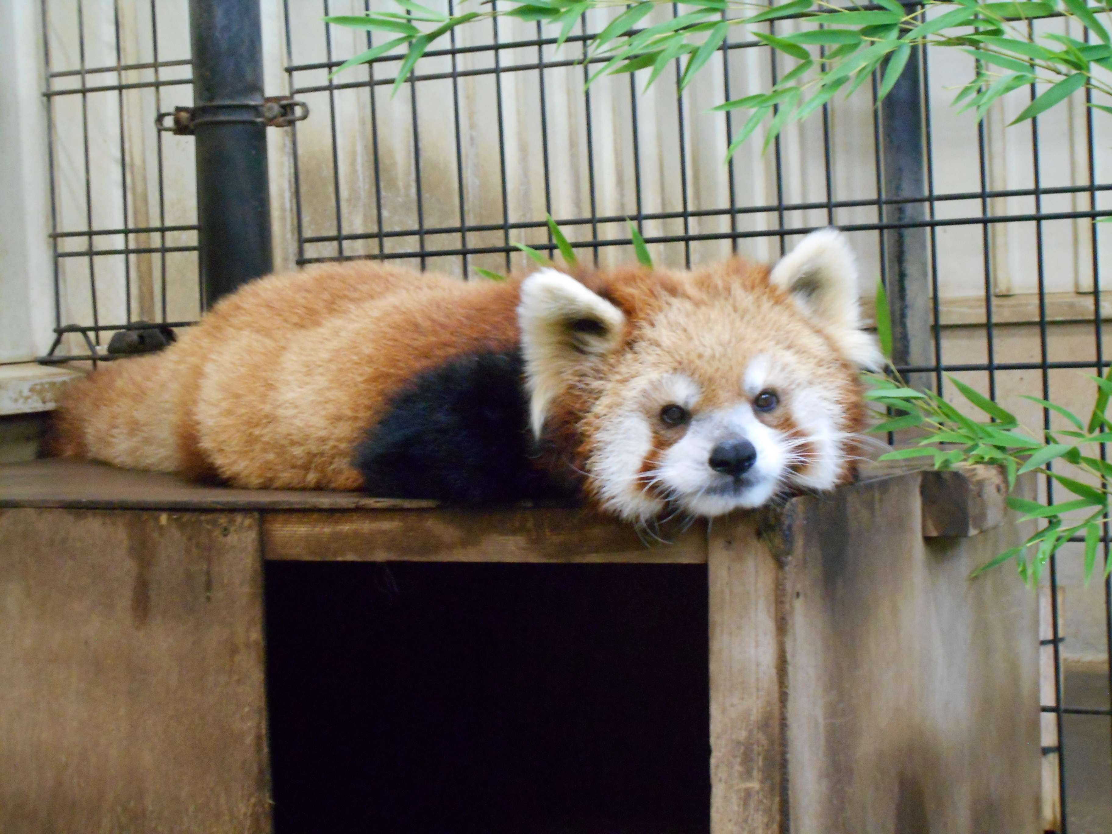 画像：レッサーパンダのテルの画像