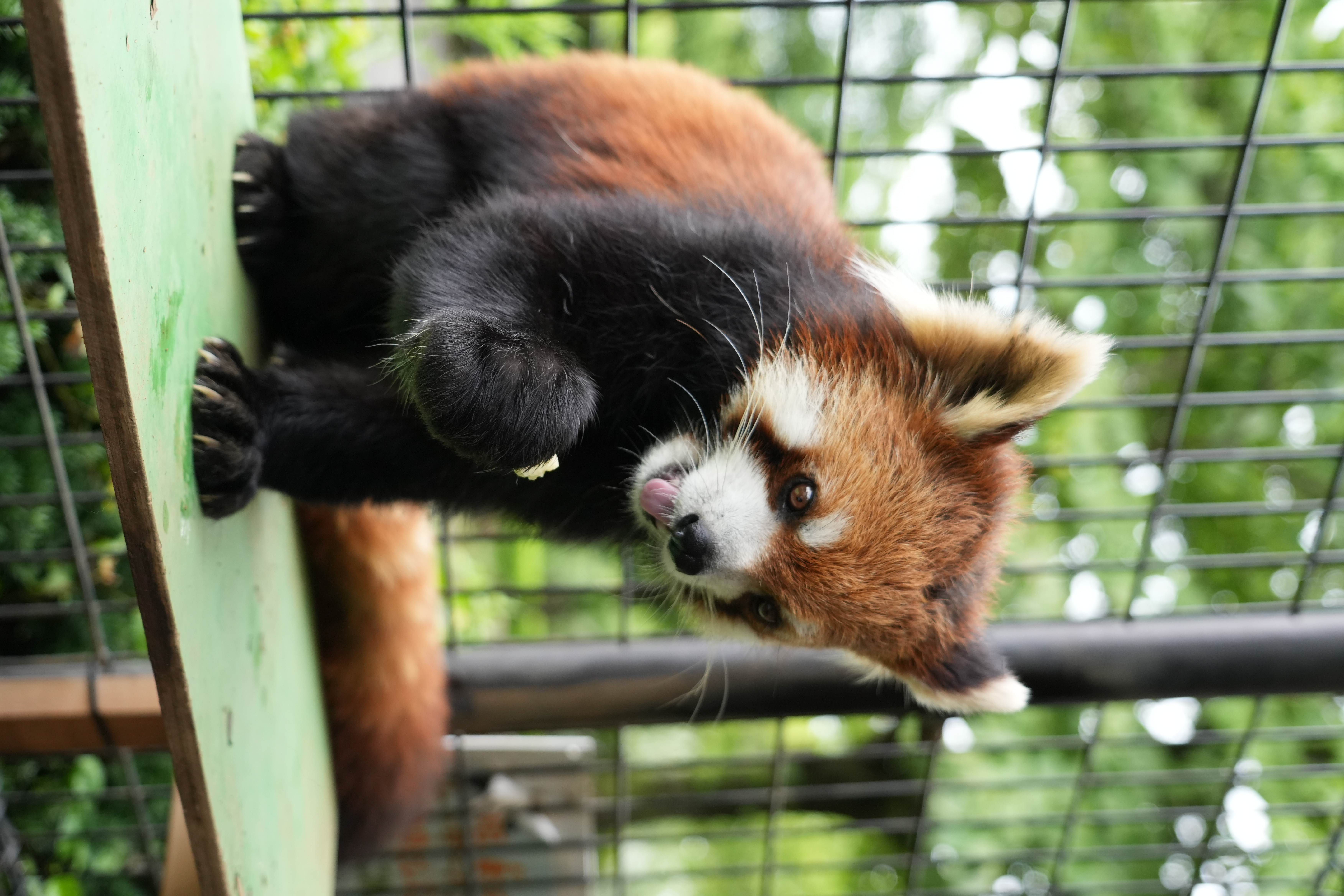画像：レッサーパンダムギの写真