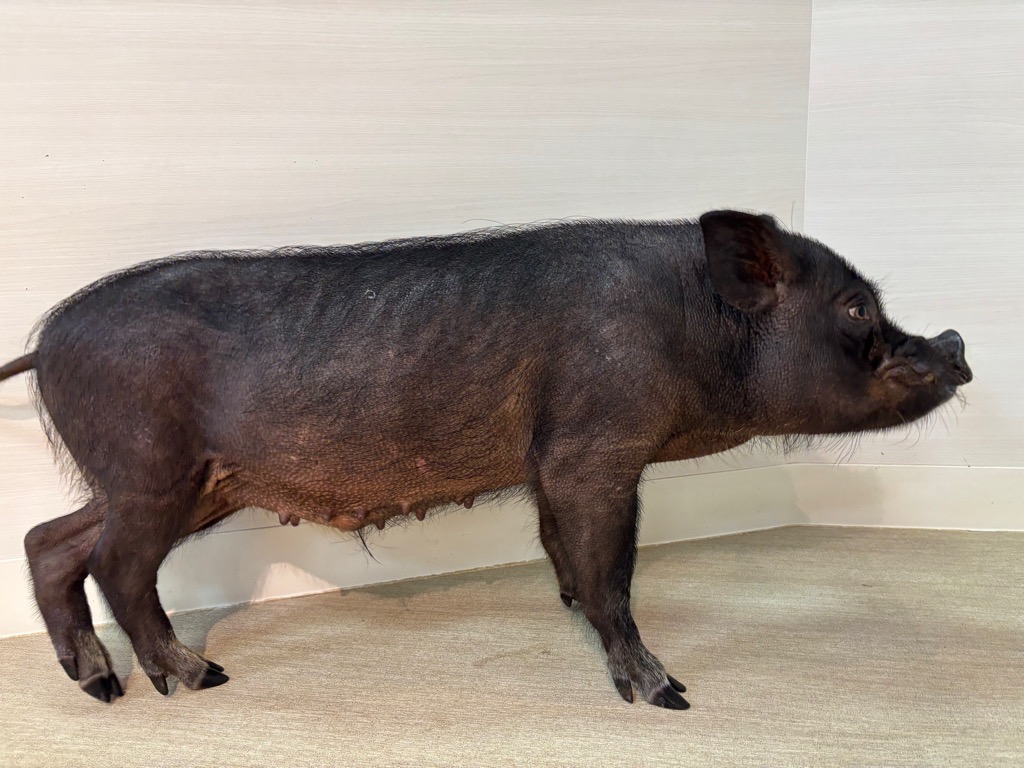 画像:夏毛のマイクロブタの写真