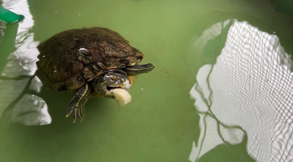 画像:バナナを食べるアカミミガメ