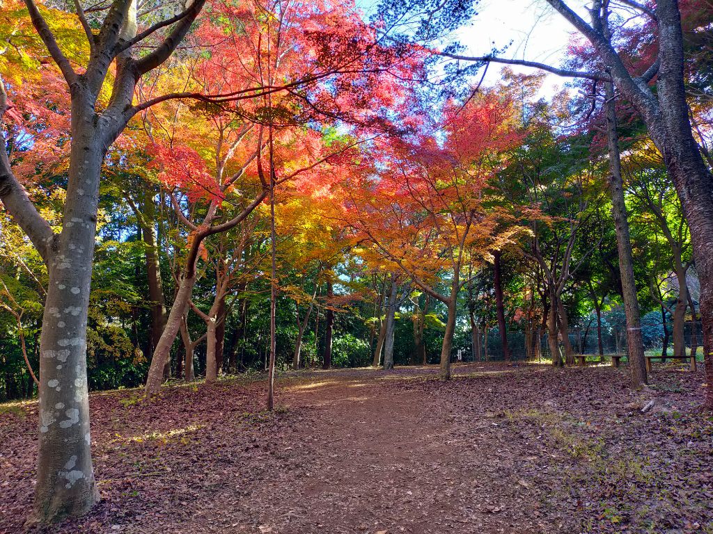 写真　もみじやま